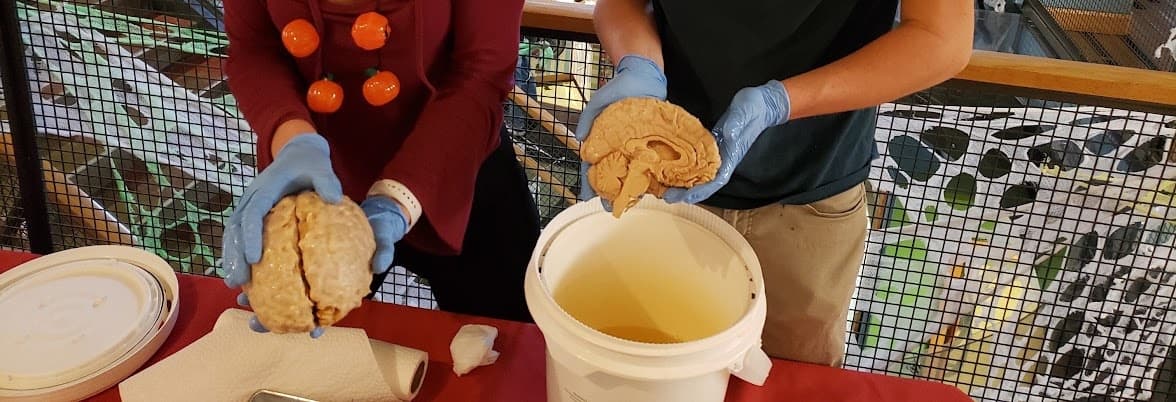Gloved hands holding brains at a neuroscience demonstration; these demonstrators are not Jonah